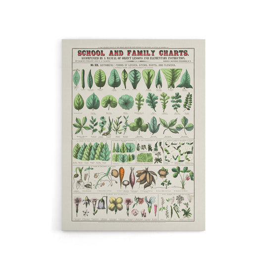 School and family chart No XIX Calkins Canvas Wall Art Print