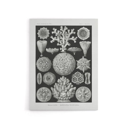 Hexacorallia Marine Life Illustration Haeckel Canvas Wall Art Print