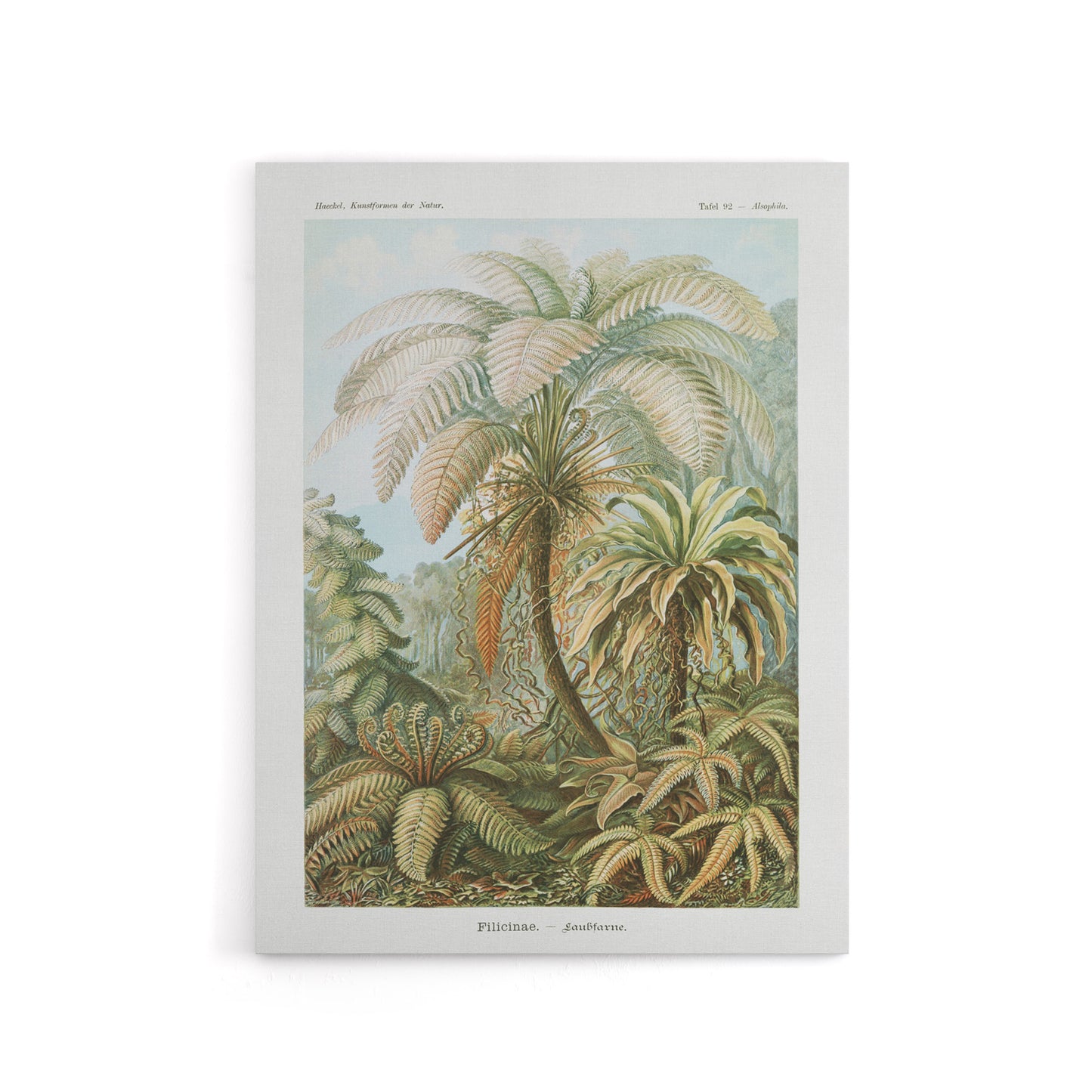 Tropical Nature Filicinae Fern Plants Haeckel Canvas Wall Art Print