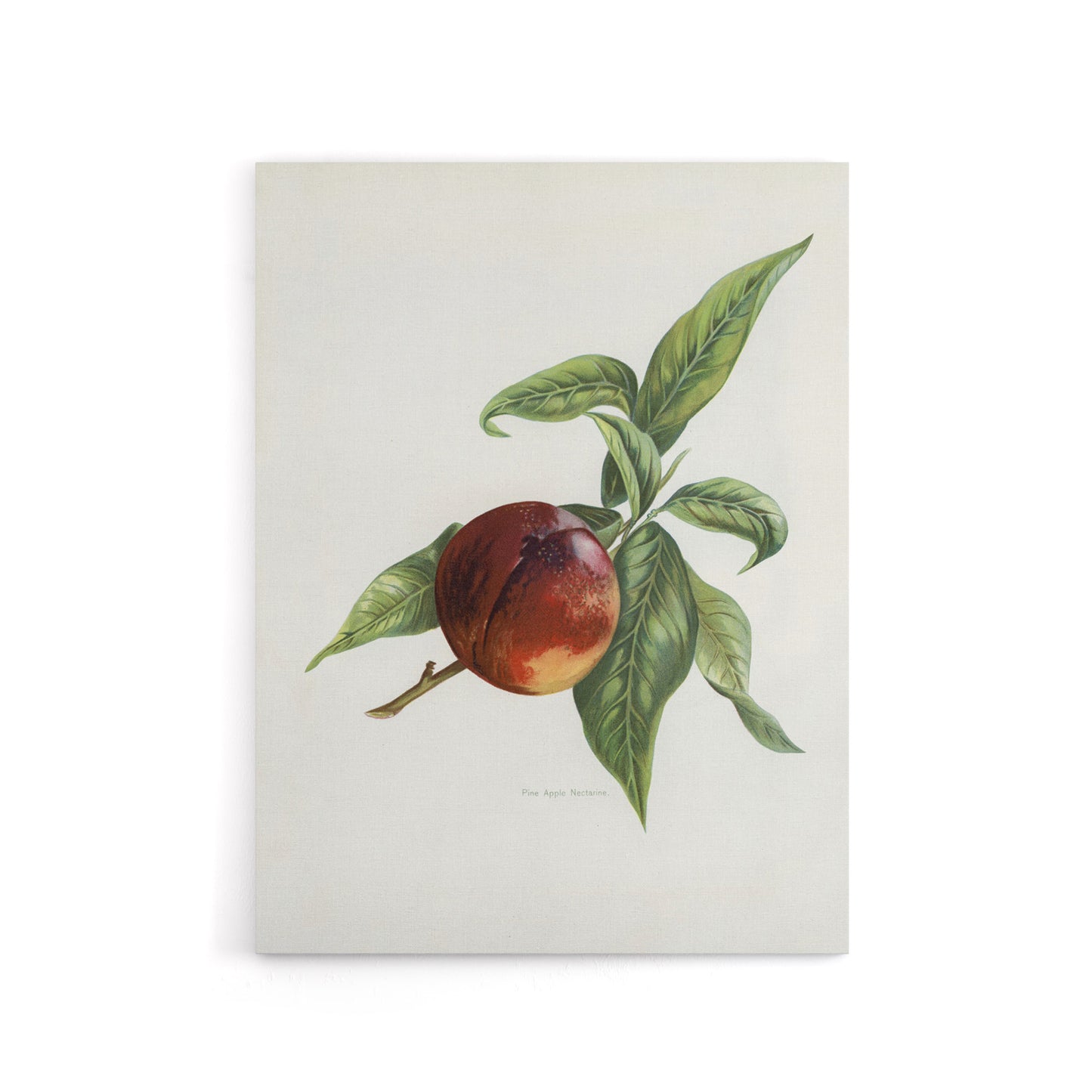 Vintage Artwork of Pine Apple Nectarine Wright Canvas Wall Art Print