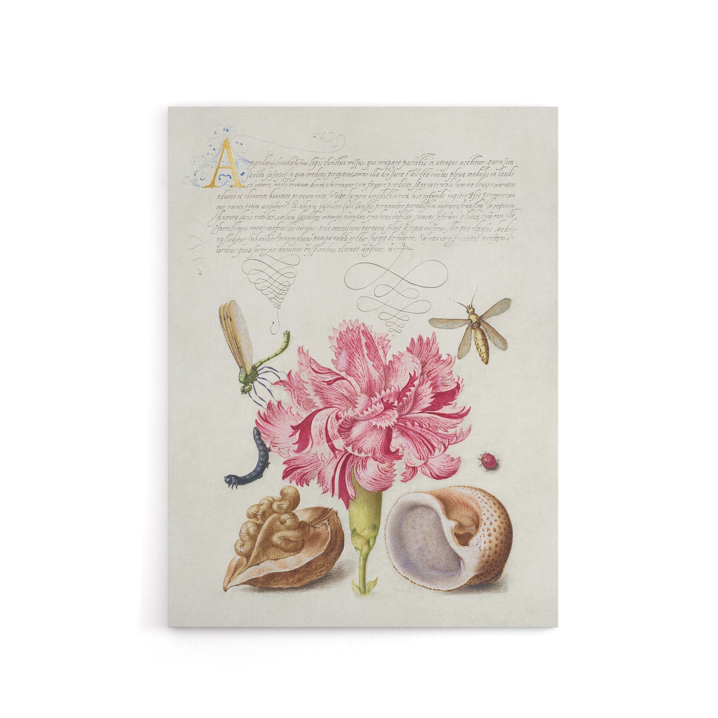 Carnation Walnut and Mollusk Calligraphy Canvas Wall Art Print