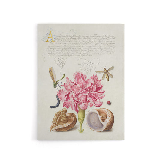 Carnation Walnut and Mollusk Calligraphy Canvas Wall Art Print