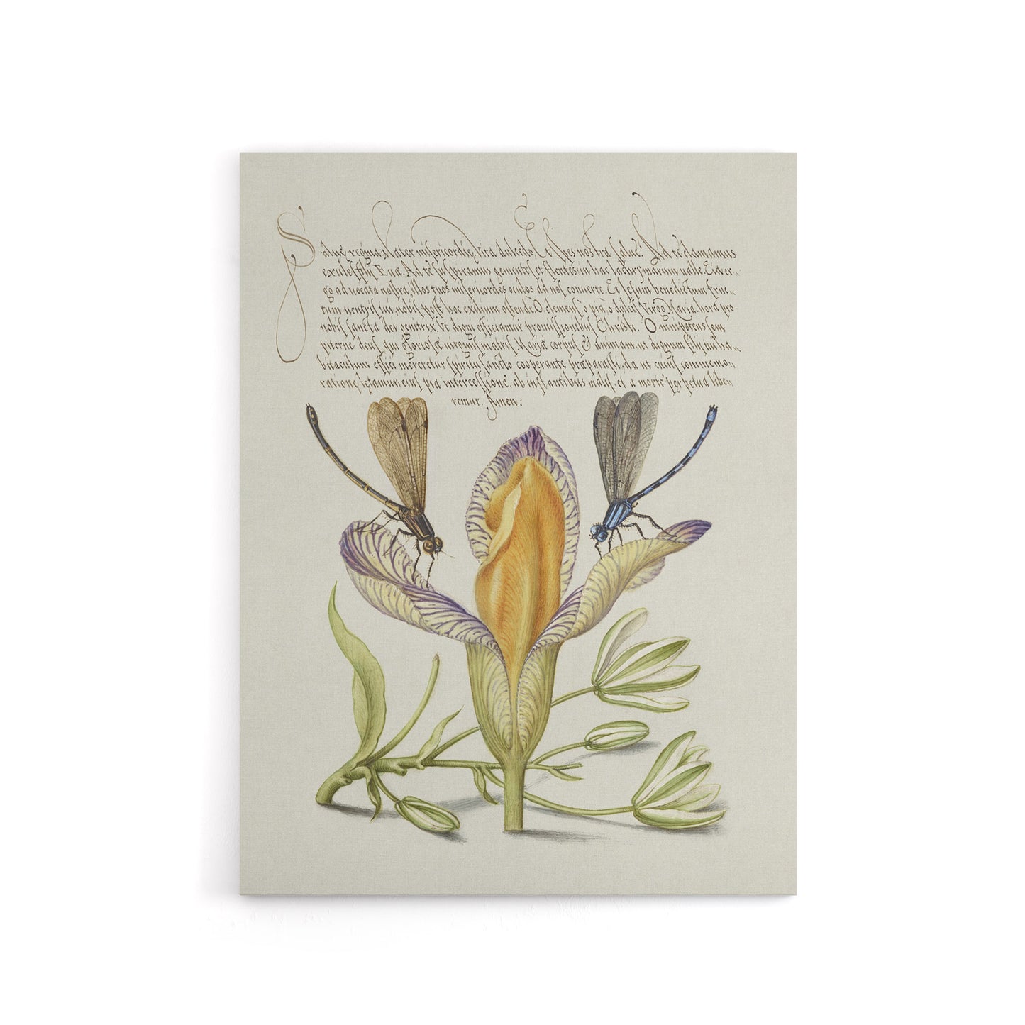 Damselflies on Spanish Iris Calligraphy Canvas Wall Art Print