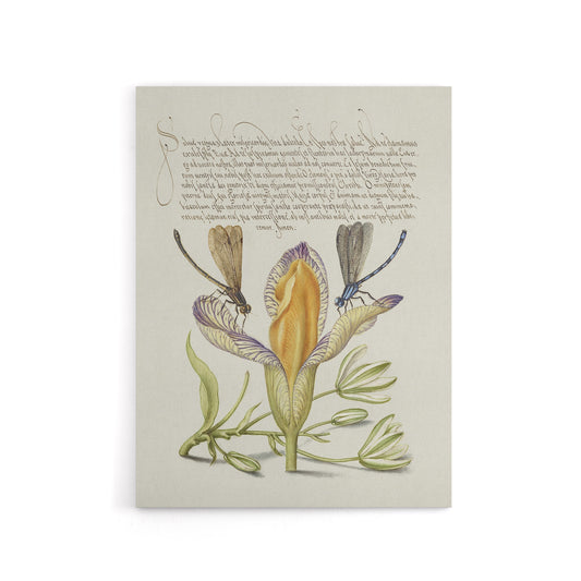 Damselflies on Spanish Iris Calligraphy Canvas Wall Art Print