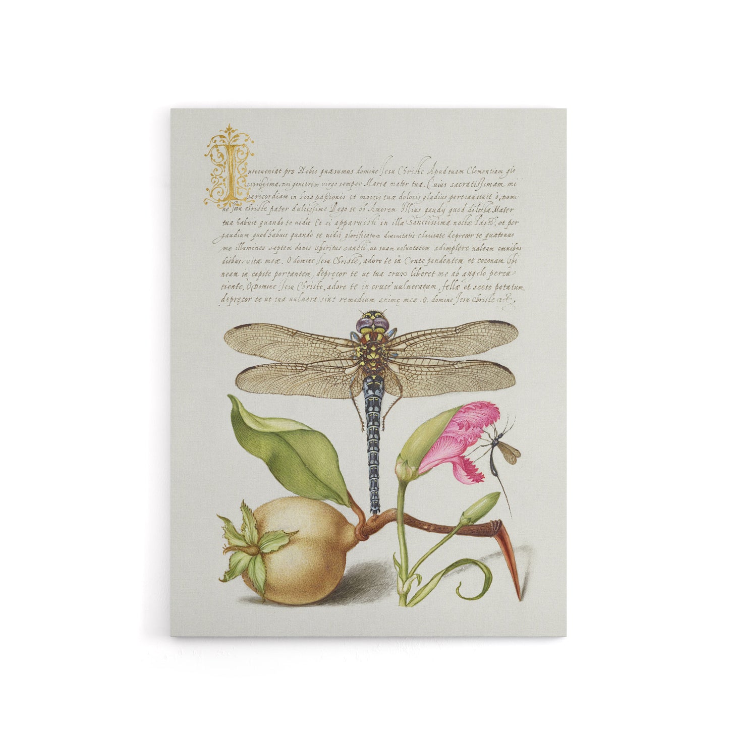 Dragonfly Pear and Carnation Calligraphy Canvas Wall Art Print
