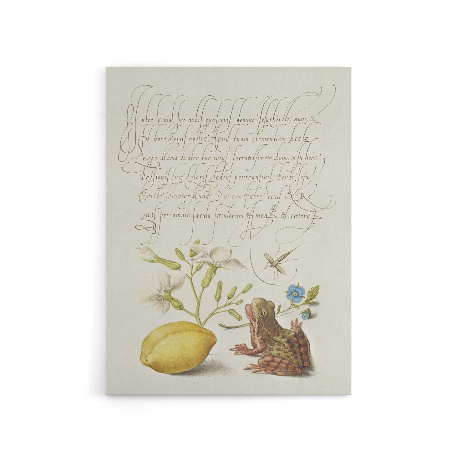Gillyflower Almond and Frog Calligraphy Canvas Wall Art Print
