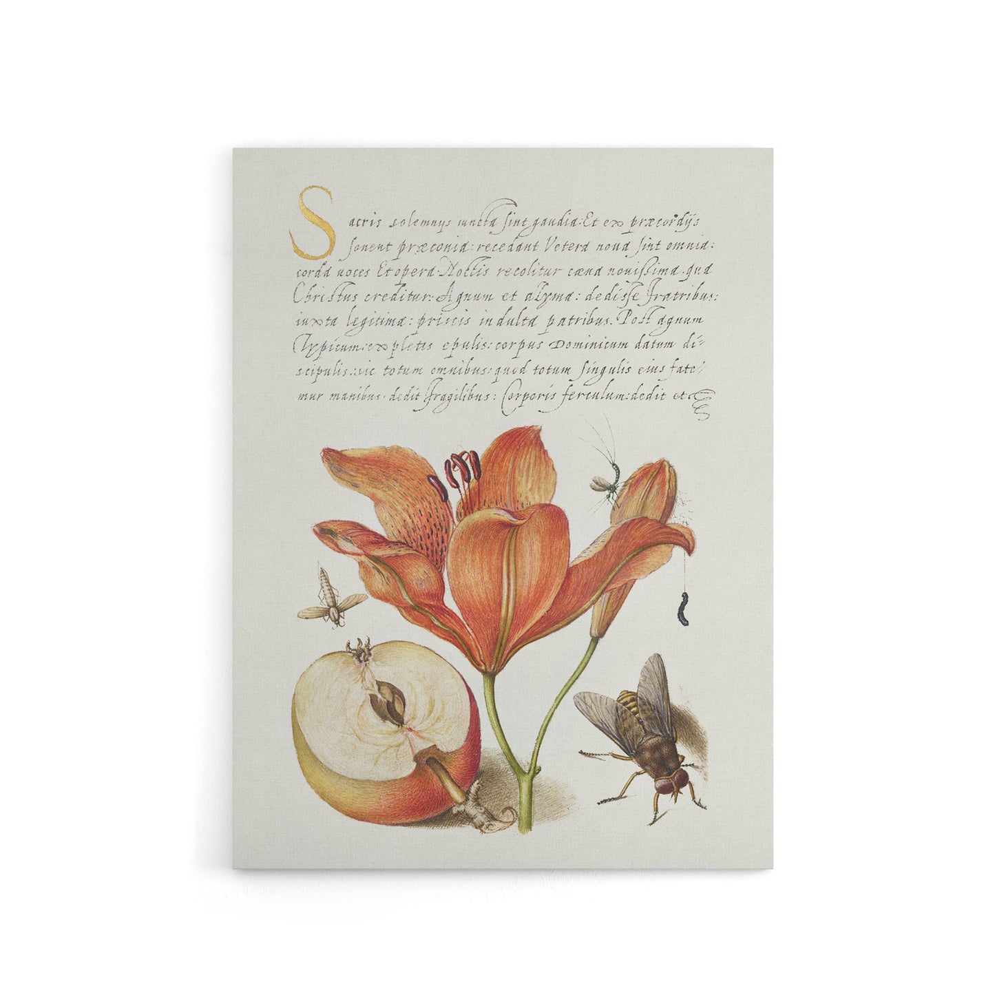 Insects Orange Lily and Apple Calligraphy Canvas Wall Art Print