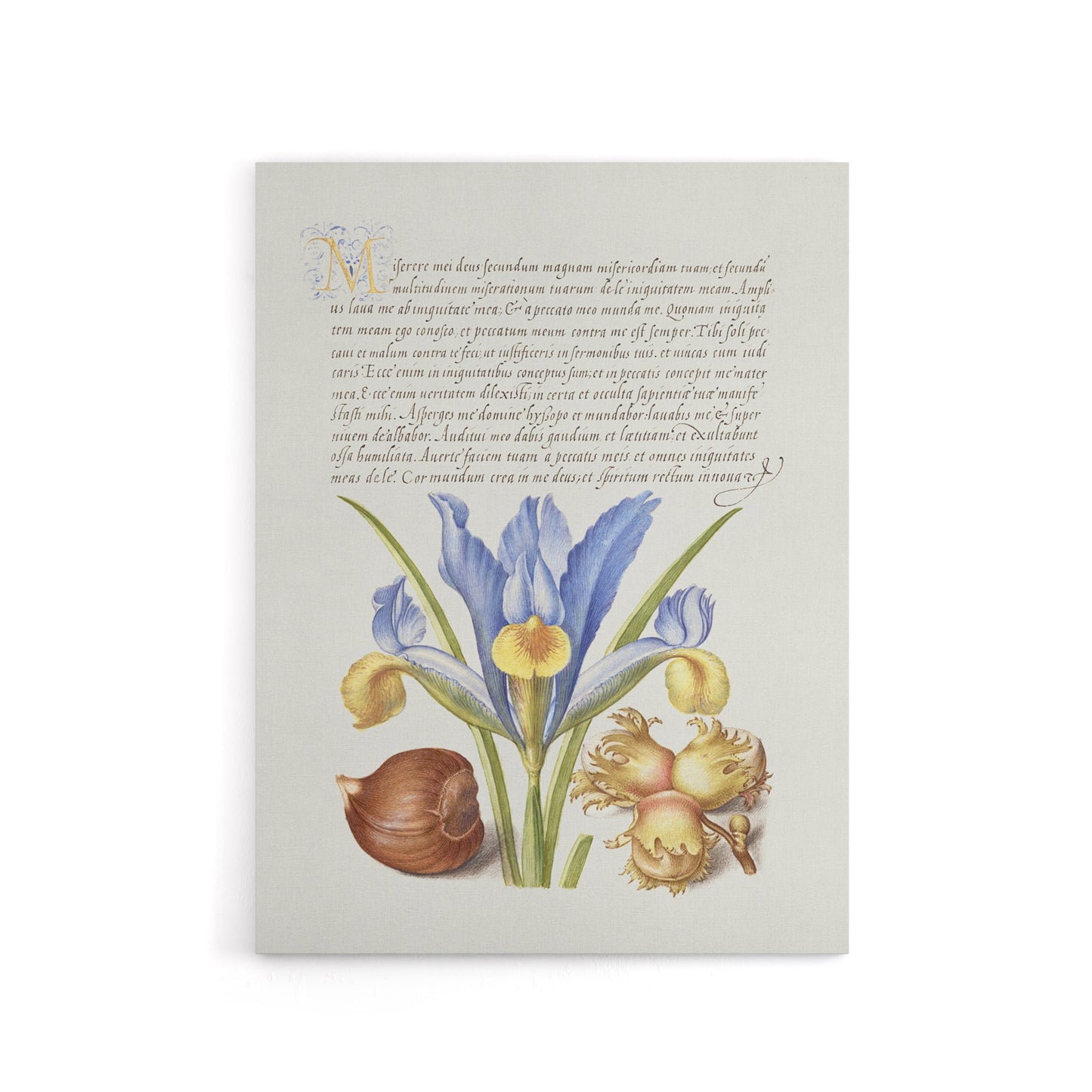 Iris Flower and Hazelnut Calligraphy Canvas Wall Art Print