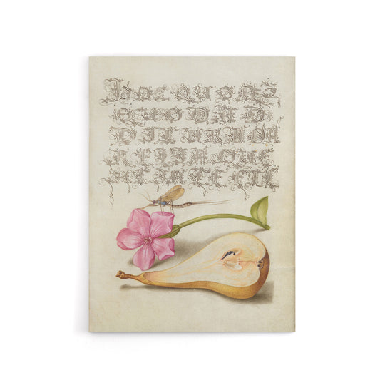 Mayfly Red Campion and Pear Calligraphy Canvas Wall Art Print