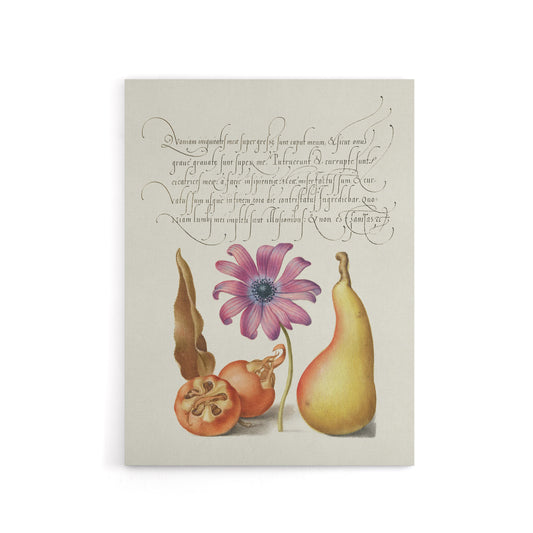 Medlar Poppy Anemone and Pear Calligraphy Canvas Wall Art Print