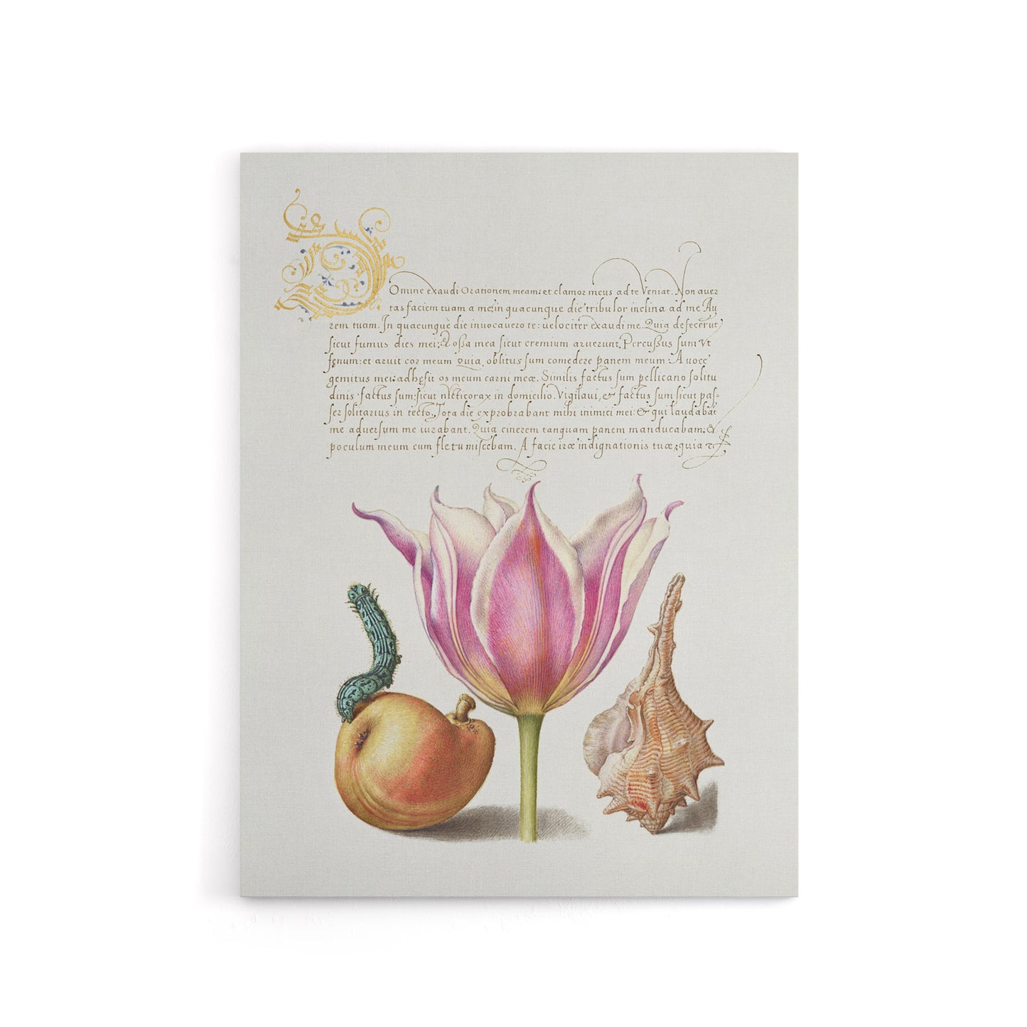 Pear Pink Tulip and Seashell Calligraphy Canvas Wall Art Print