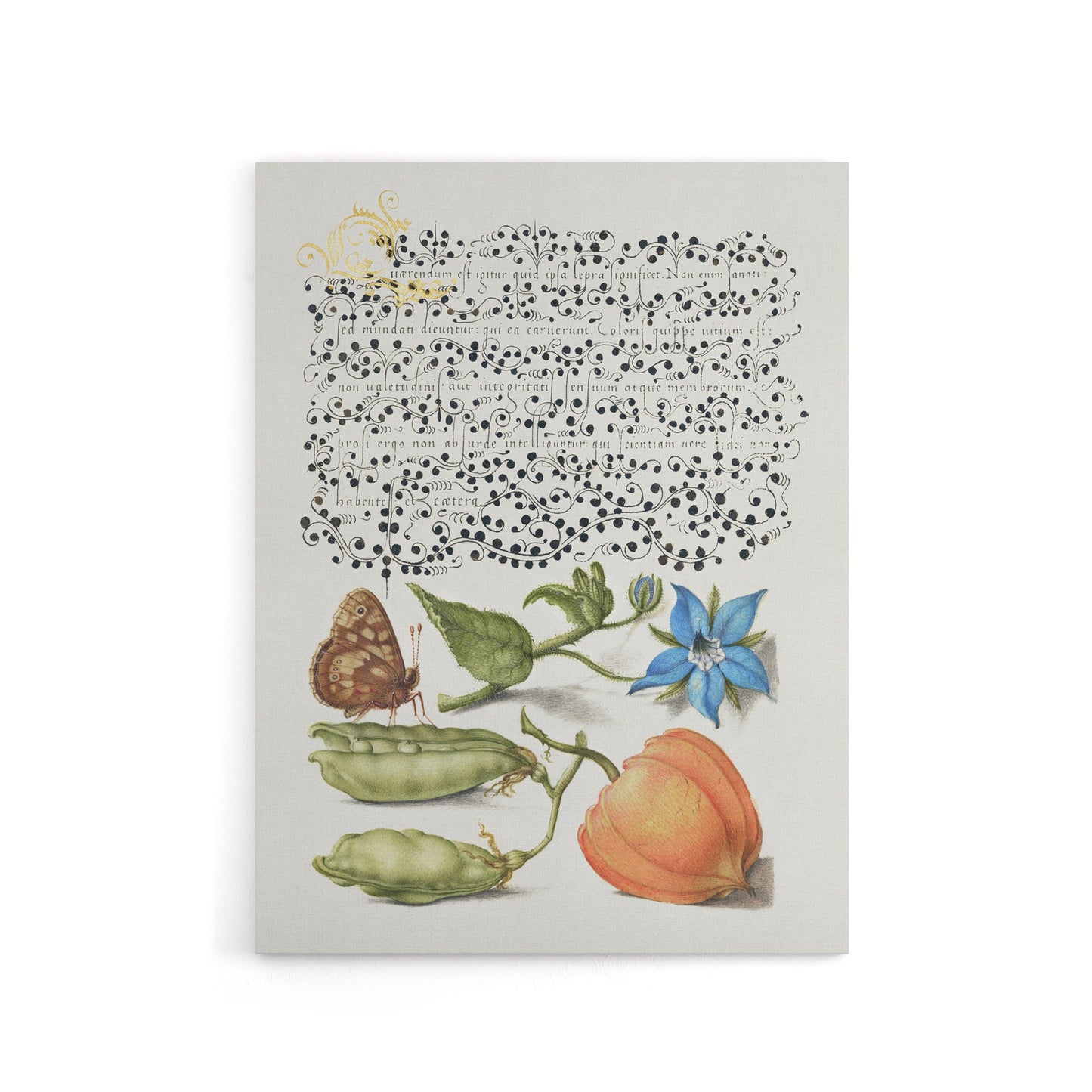 Talewort Pea and Lantern Plant Calligraphy Canvas Wall Art Print