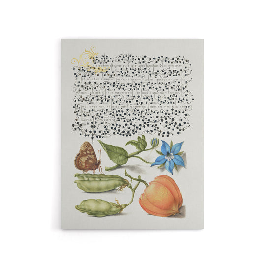 Talewort Pea and Lantern Plant Calligraphy Canvas Wall Art Print