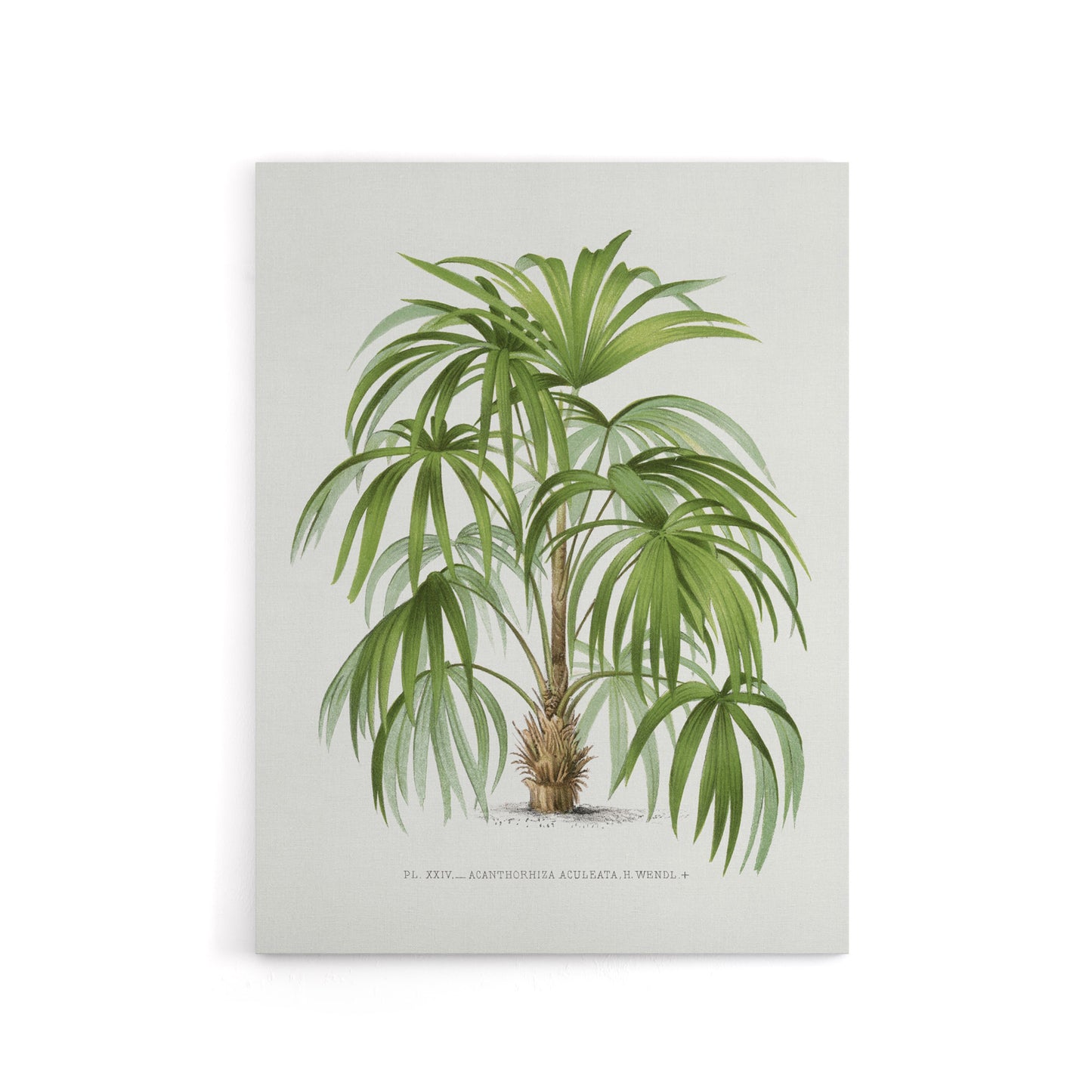 Acathophiza Aculeata Palm Tree Kerchove Canvas Wall Art Print