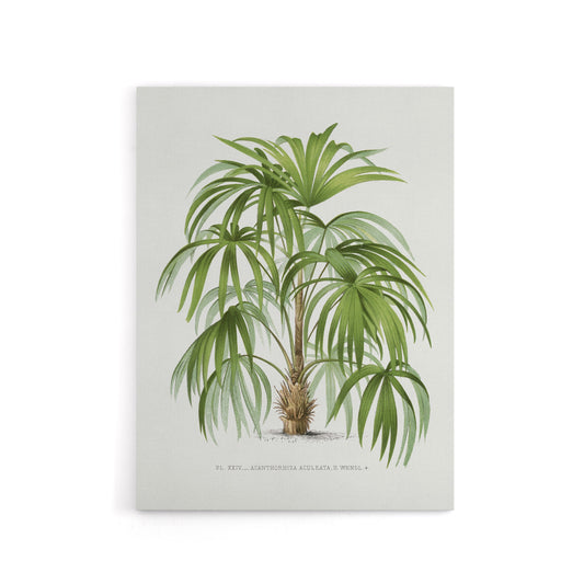 Acathophiza Aculeata Palm Tree Kerchove Canvas Wall Art Print