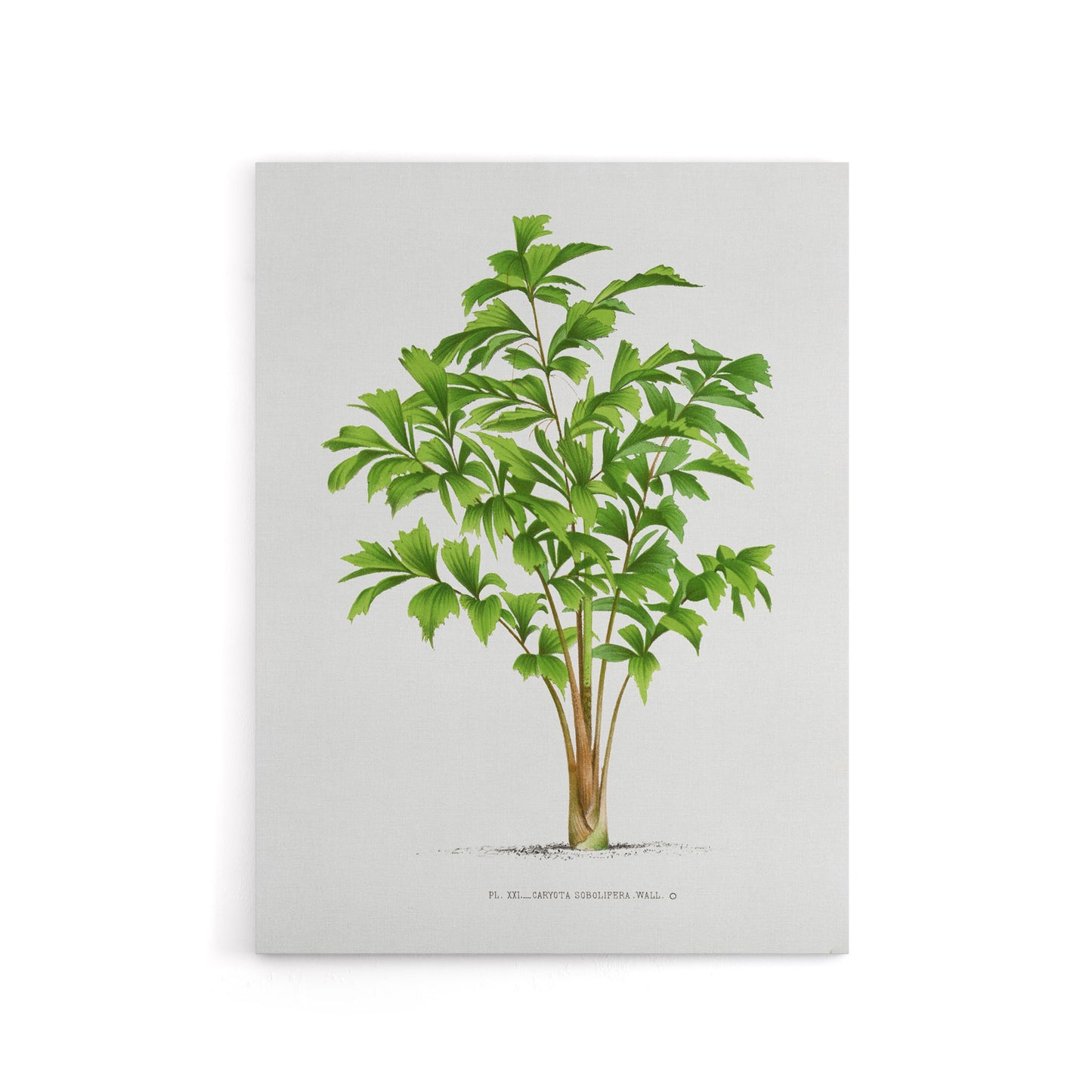 Caryota Sobolifera Palm Tree Kerchove Canvas Wall Art Print