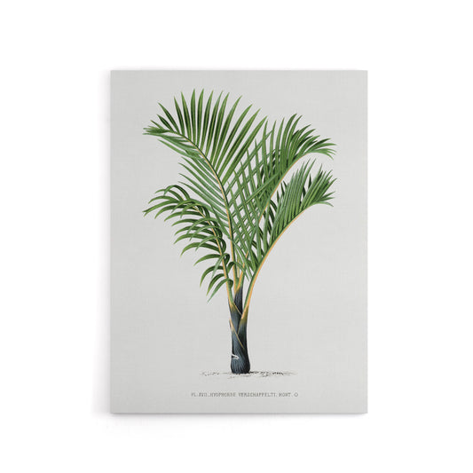 Hyophorbe Verschaffelti Palm Tree Kerchove Canvas Wall Art Print