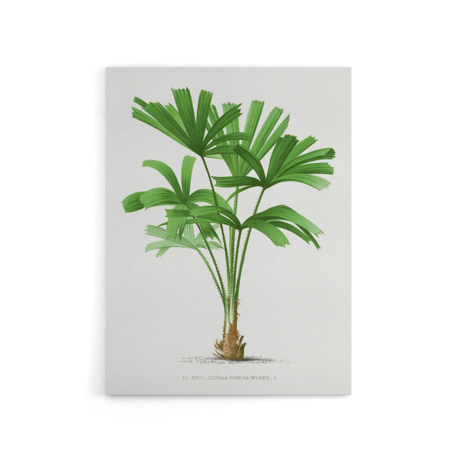 Licuala Spinosa Palm Tree Oswald de Kerchove Canvas Wall Art Print