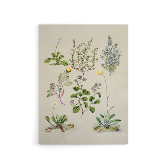 Native New Zealand Wildflowers Artwork Featon Canvas Wall Art Print