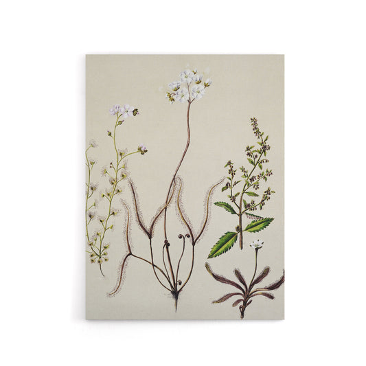 New Zealand Drosera Arcturi Plant Flowers Featon Canvas Wall Art Print