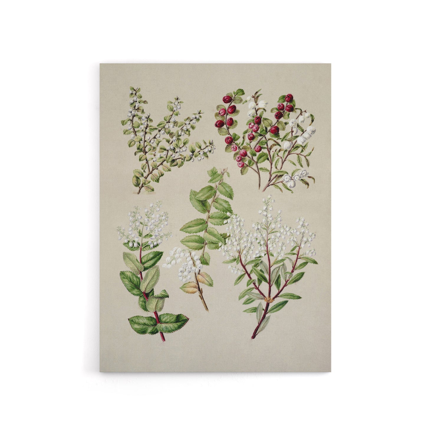 New Zealand Gaultheria Flowering Plant Featon Canvas Wall Art Print