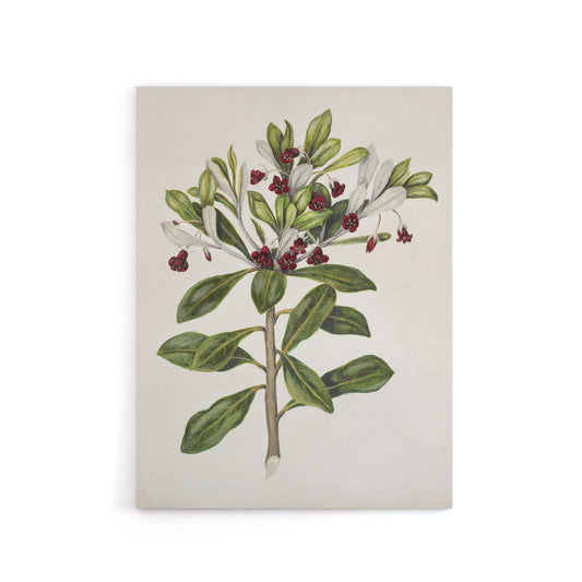 New Zealand Kohuhu and Karo Plant Featon Canvas Wall Art Print