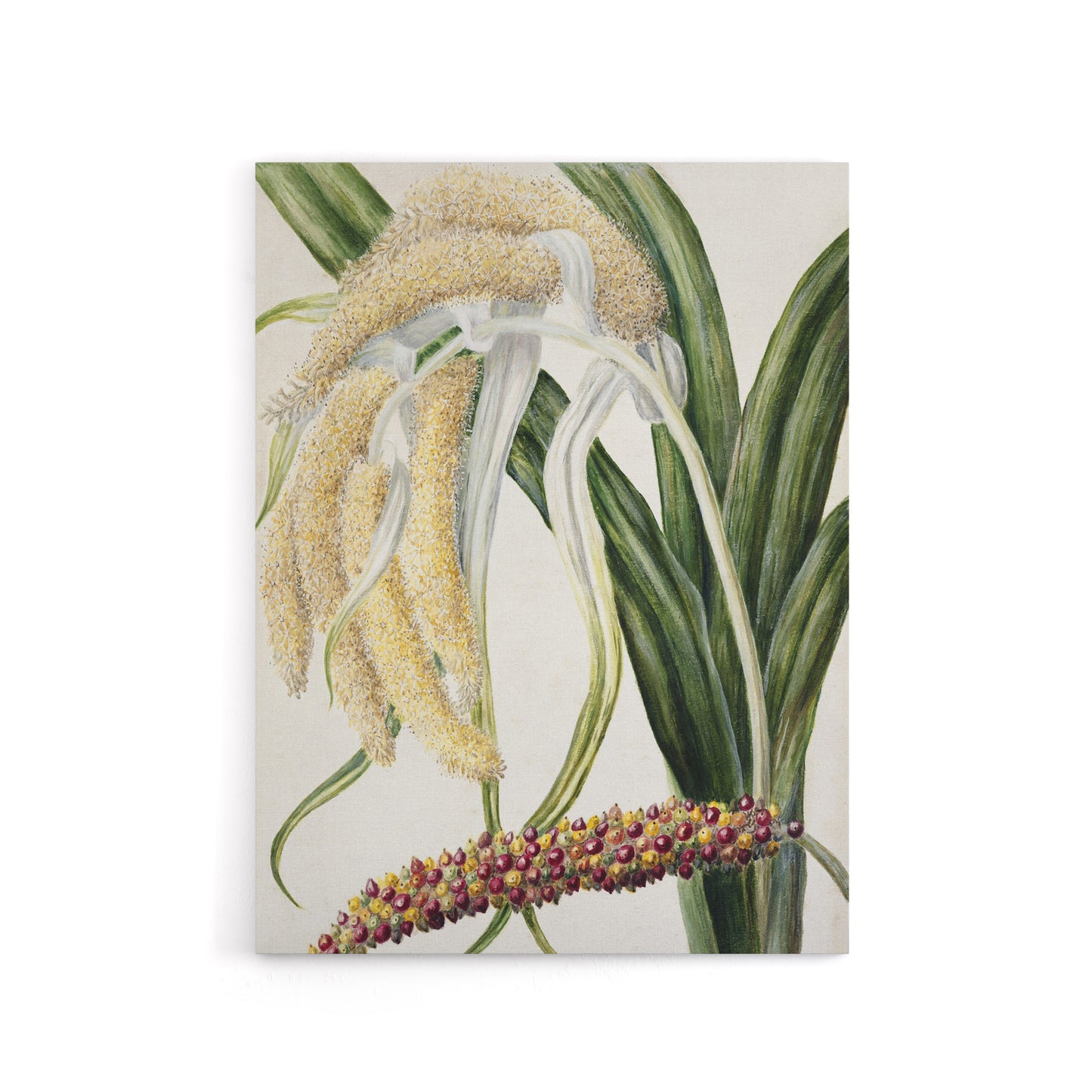 New Zealand Perching Lily Flower Plant Featon Canvas Wall Art Print