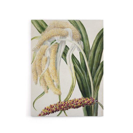 New Zealand Perching Lily Flower Plant Featon Canvas Wall Art Print