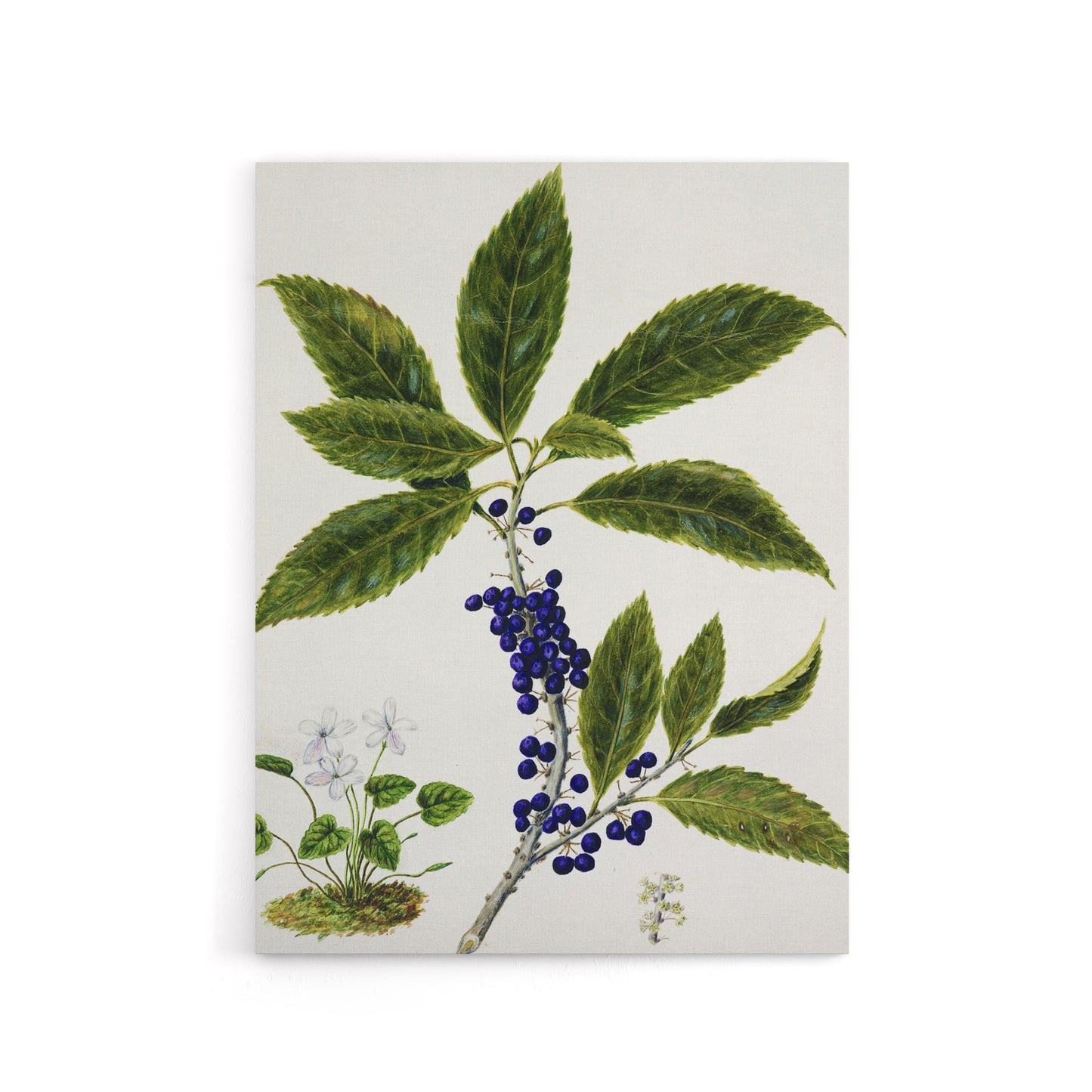 New Zealand Mahoe Whiteywood Plant Featon Canvas Wall Art Print