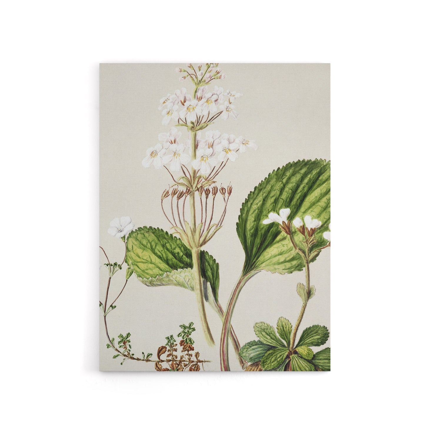 New Zealand Ourisia Flowering Plant Featon Canvas Wall Art Print