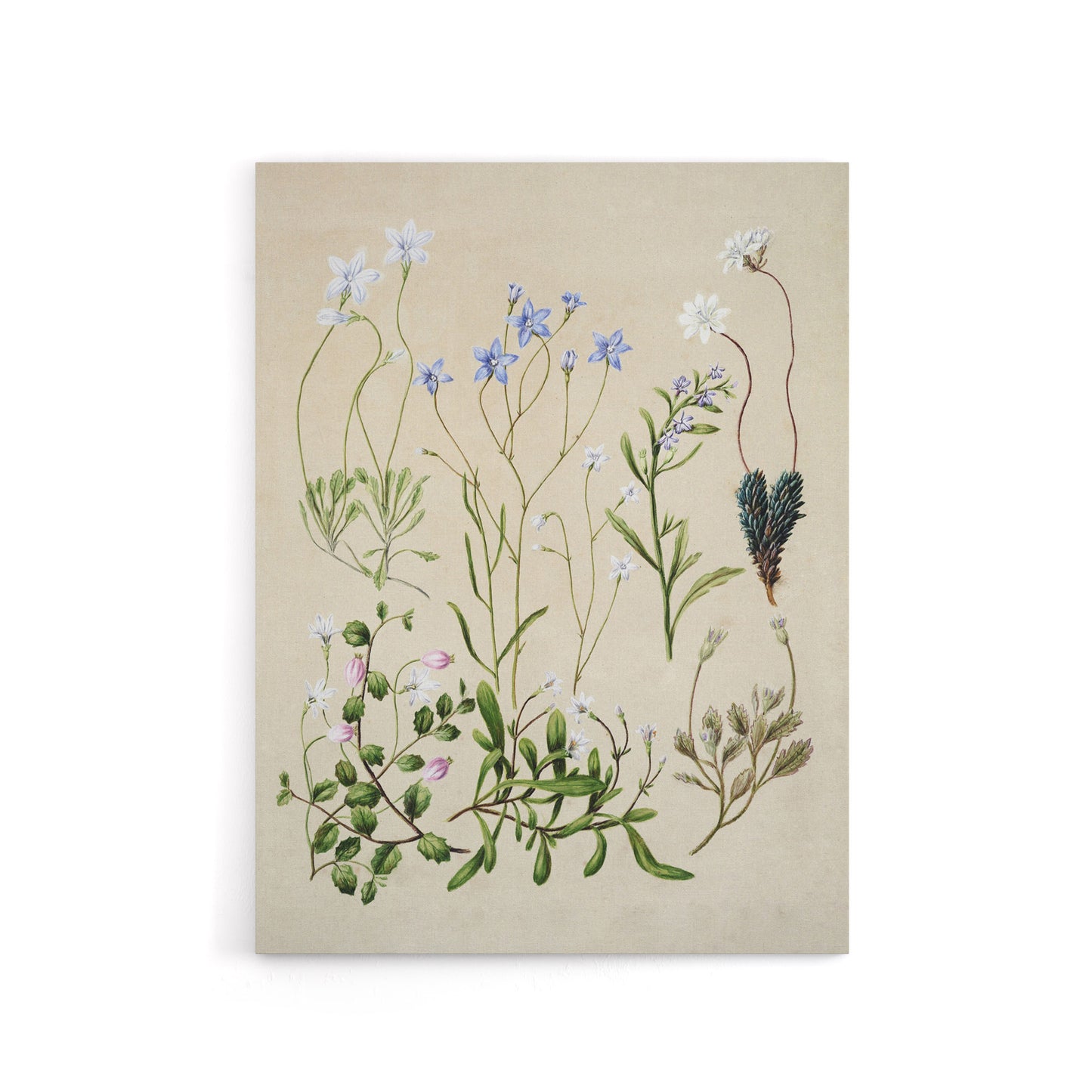 New Zealand Perennial Wild Flowers Featon Canvas Wall Art Print