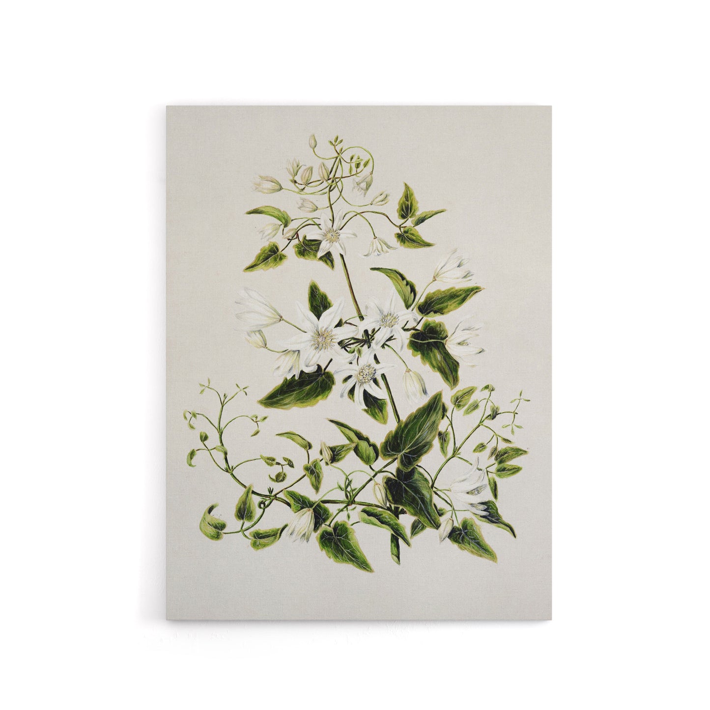 New Zealand Pikiarero White Clematis Flower Featon Canvas Wall Art Print