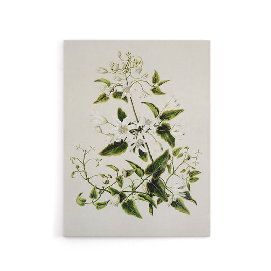 New Zealand Pikiarero White Clematis Flower Featon Canvas Wall Art Print