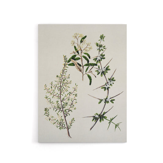 New Zealand Pomaderris Edgerleyi Plant Featon Canvas Wall Art Print