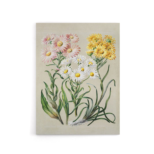 New Zealand Snow Groundsel Flowers Featon Canvas Wall Art Print
