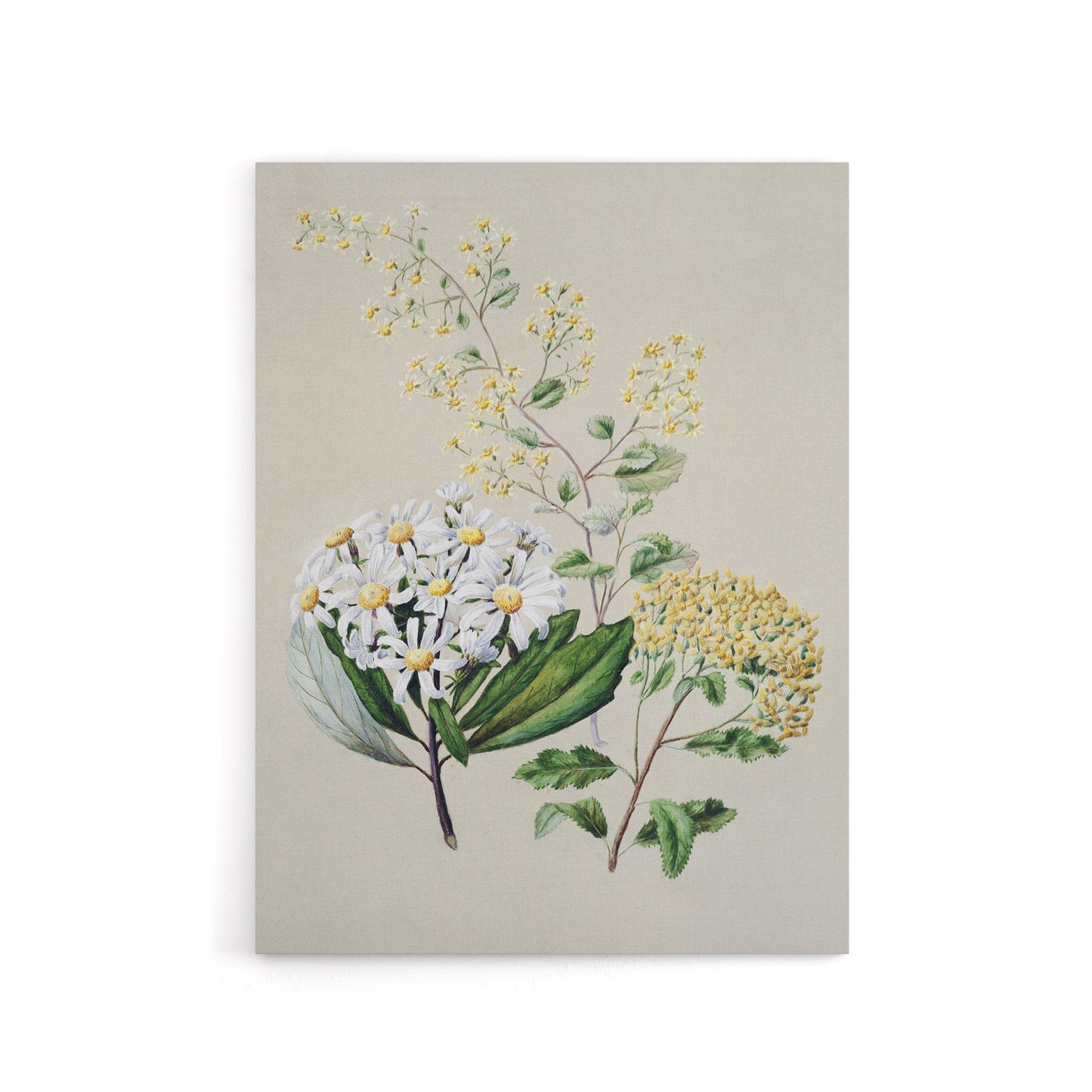 New Zealand Three Senecio Flower Species Featon Canvas Wall Art Print