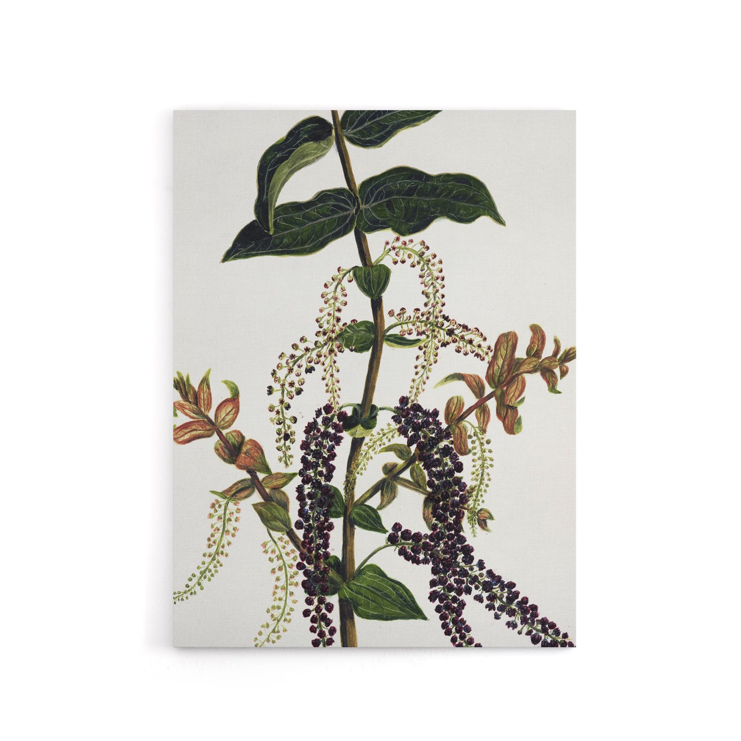 New Zealand Tutu Plant Vintage Artwork Featon Canvas Wall Art Print