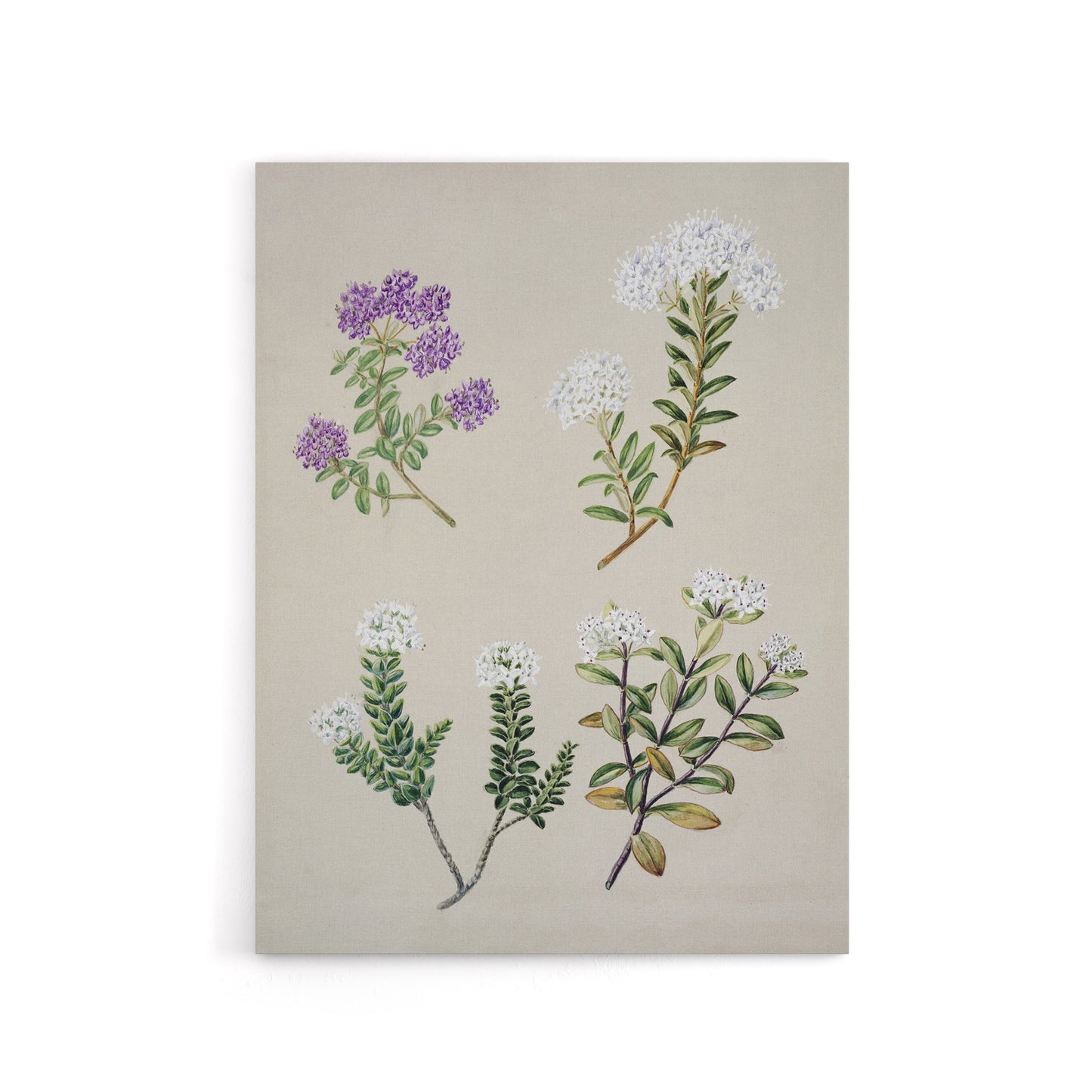 New Zealand Four Veronica Flowering Plants Featon Canvas Wall Art Print