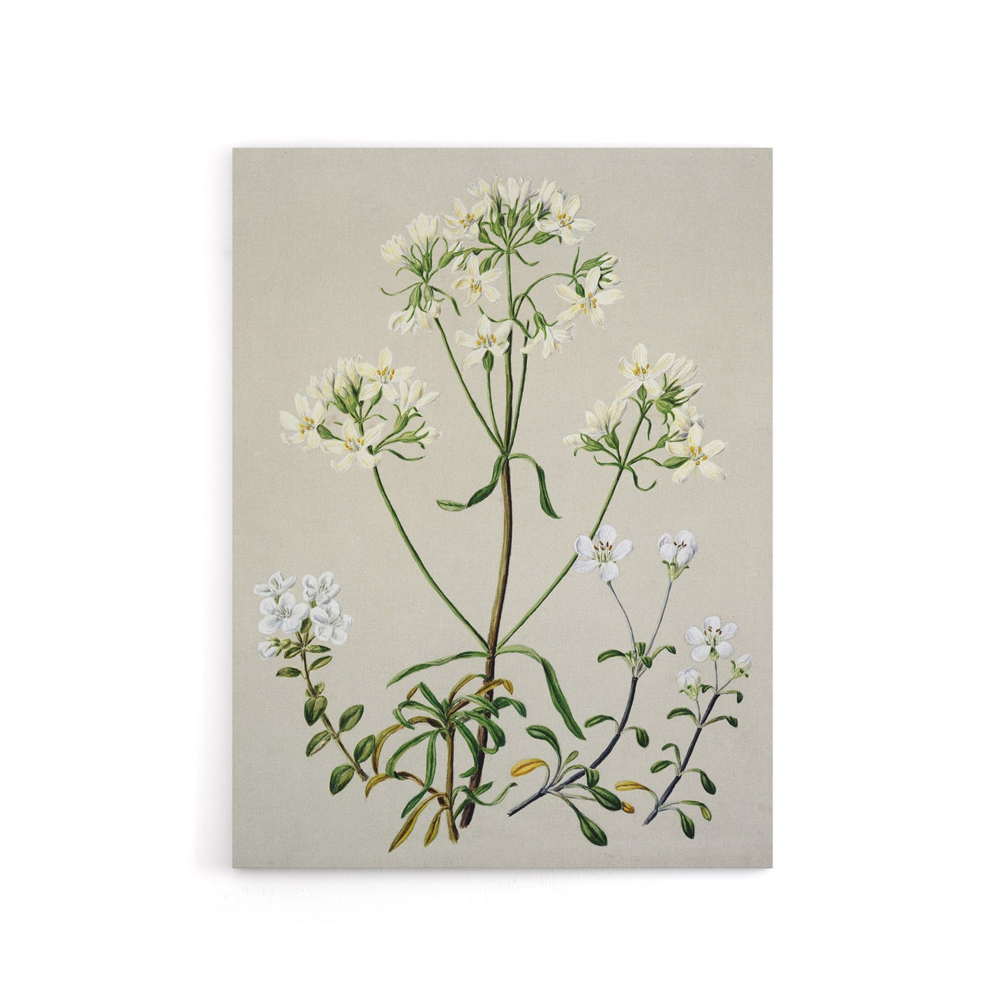 New Zealand White Gentiana Flowers Featon Canvas Wall Art Print