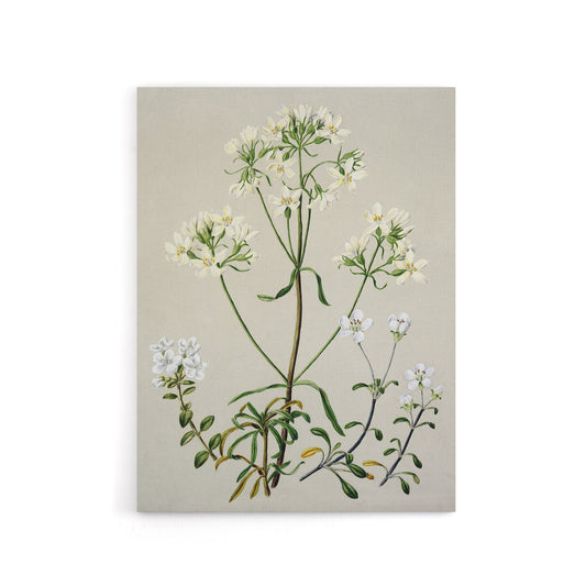 New Zealand White Gentiana Flowers Featon Canvas Wall Art Print