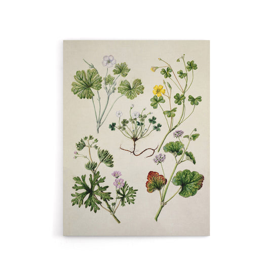Vintage New Zealand Wildflower Artwork Featon Canvas Wall Art Print