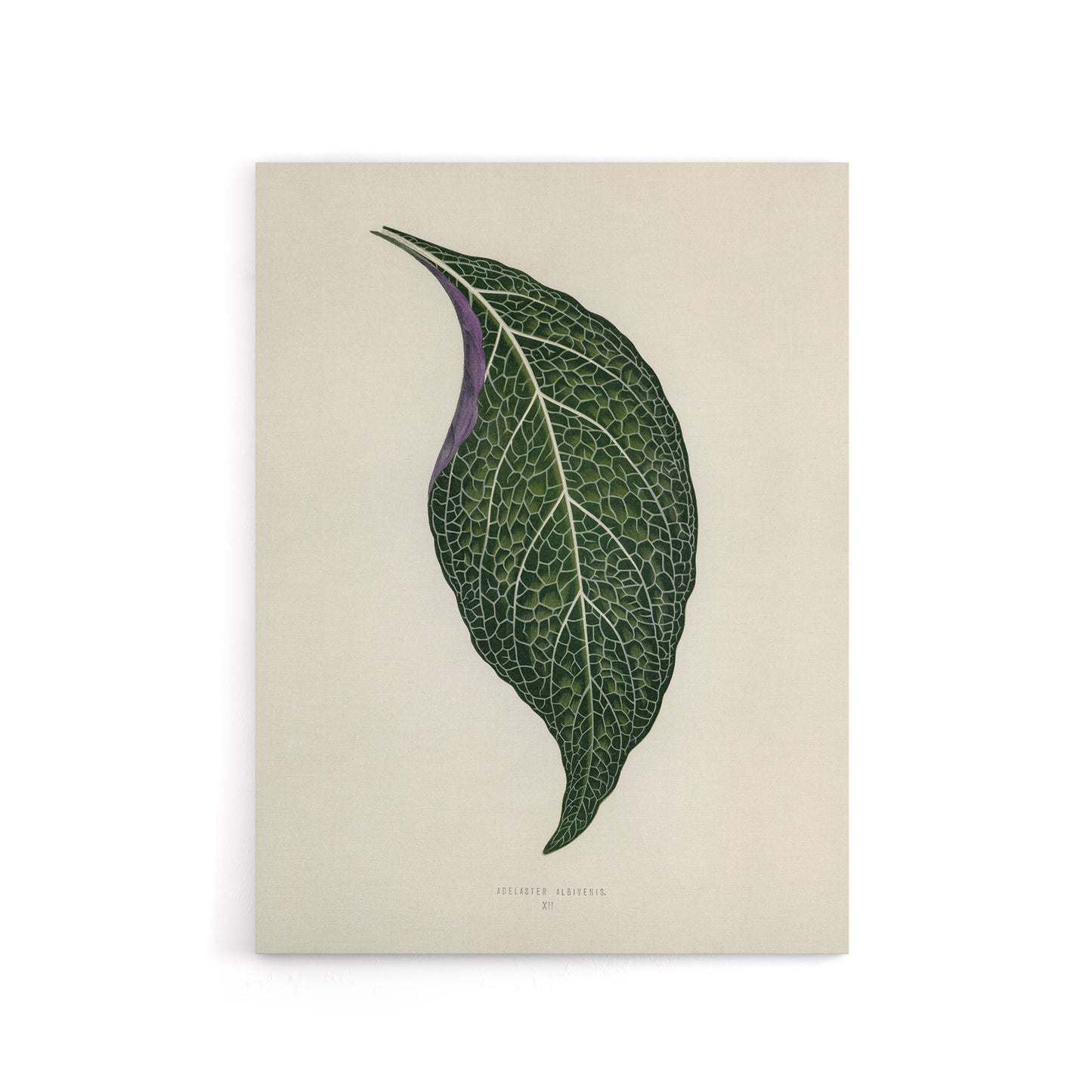 Vintage Botanical Nerve Plant Leaf Fawcett Canvas Wall Art