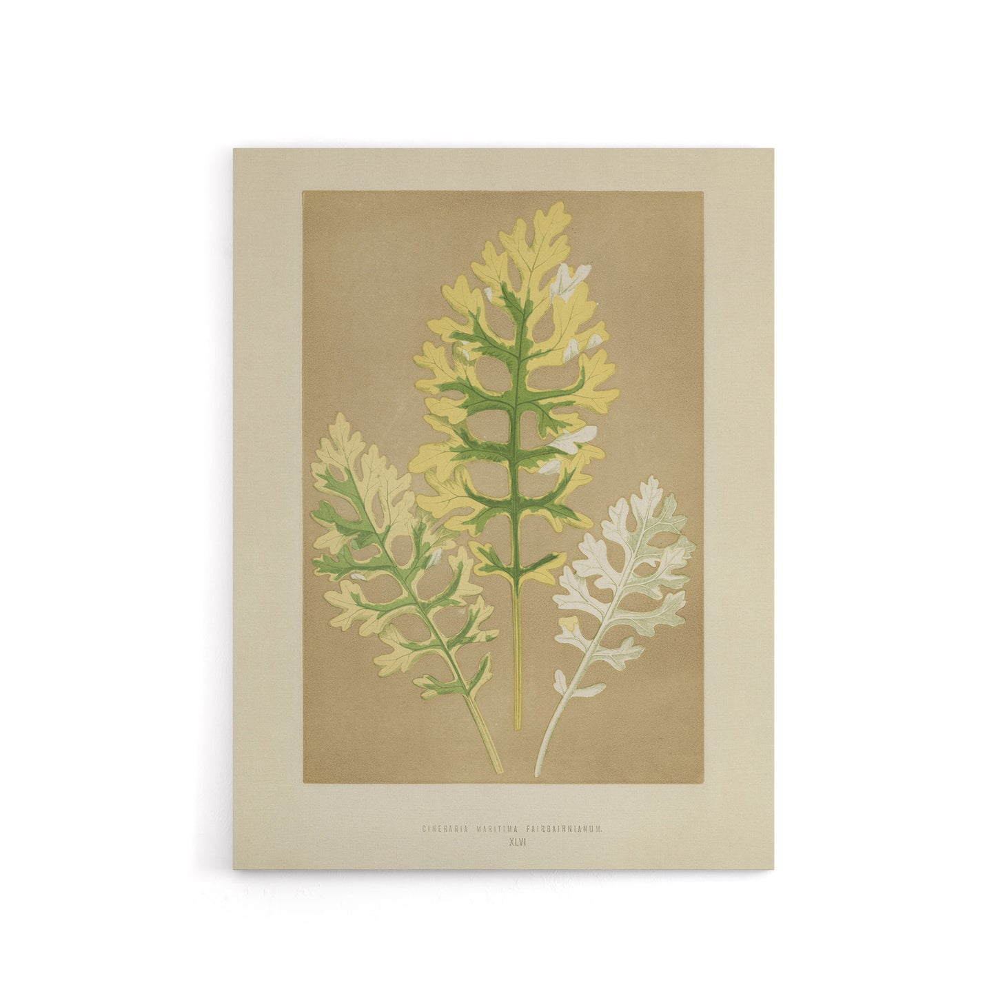 Vintage Botanical Dusty Miller Leaves Fawcett Canvas Wall Art