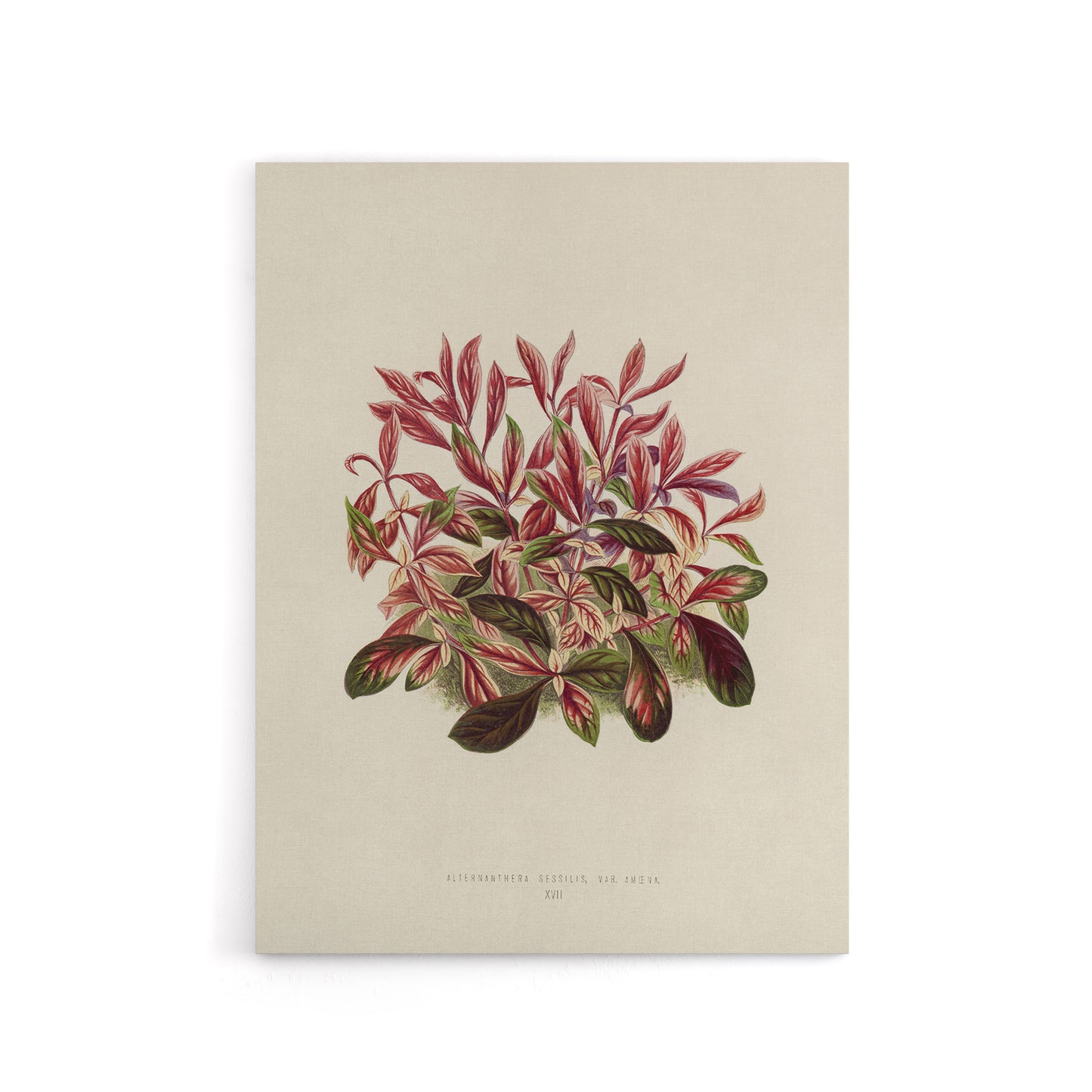 Vintage Botanical Dwarf Copperleaf Fawcett Canvas Wall Art