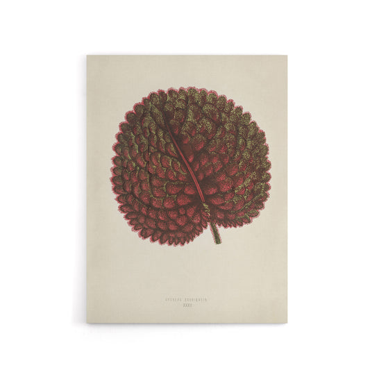 Vintage Botanical Gesnera Exoniensis Leaf Fawcett Canvas Wall Art