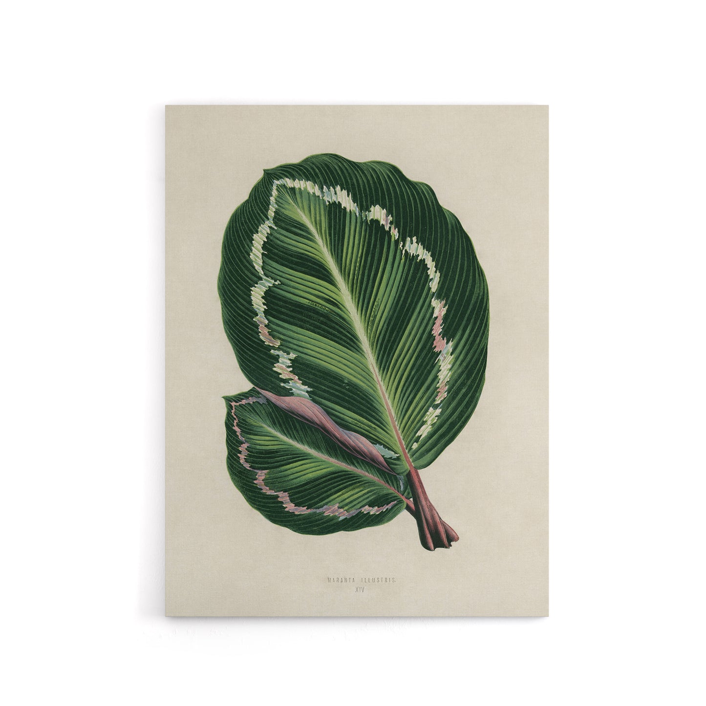 Vintage Botanical Maranta Calathea Leaves Fawcett Canvas Wall Art
