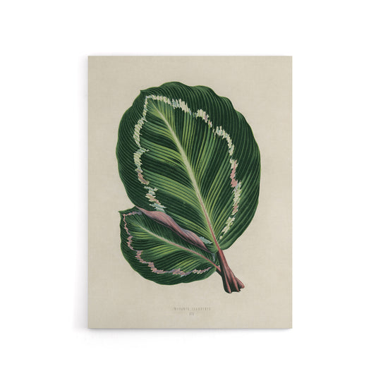 Vintage Botanical Maranta Calathea Leaves Fawcett Canvas Wall Art