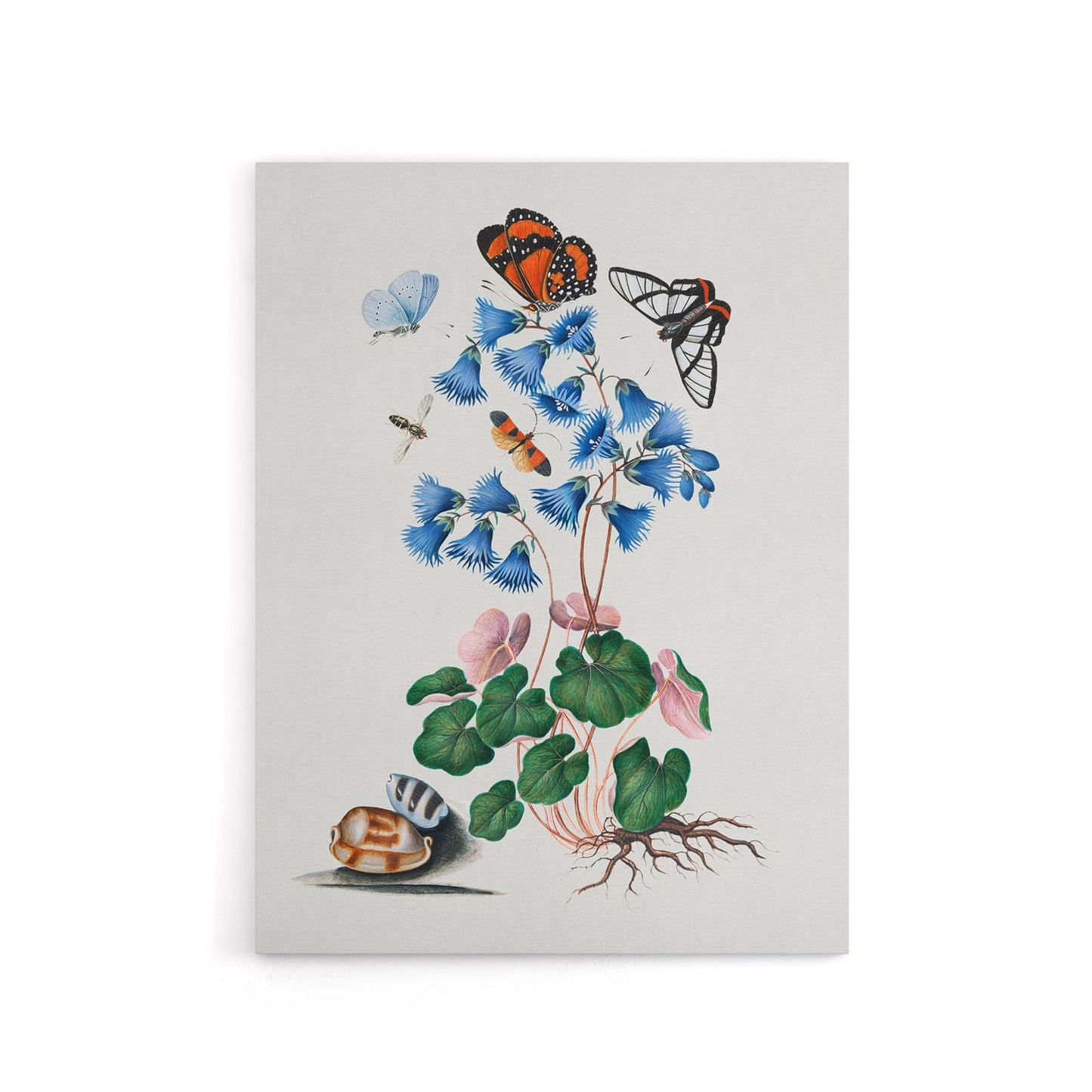 Soldanella Flower and Butterflies Bolton Canvas Wall Art