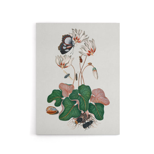 Cyclamen Butterfly Beetles and Shell Bolton Canvas Wall Art