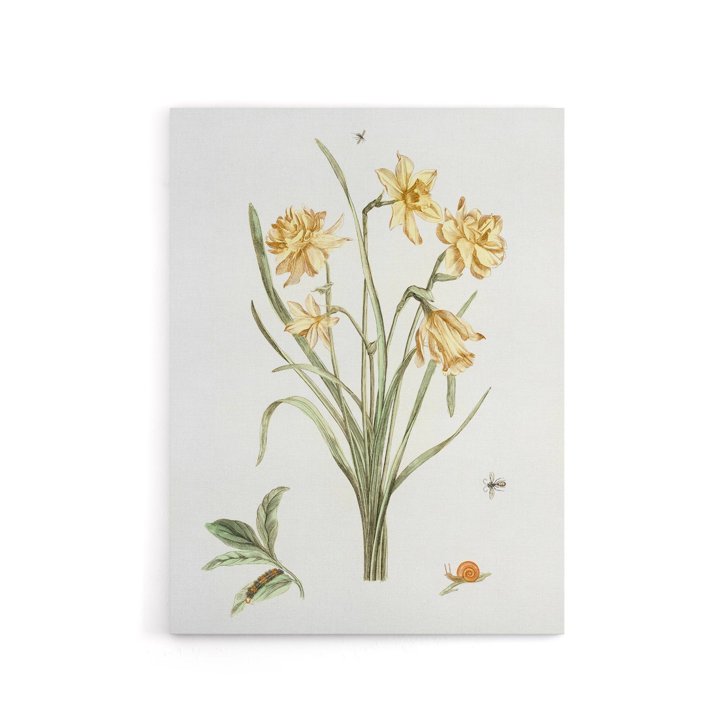 Five Daffodils Vintage Illustration Teyler Canvas Wall Art